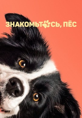 Знакомьтесь, пёс Знакомьтесь, пёс